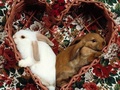 Bunnys - domestic-animals photo