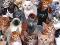 Cats Galore - domestic-animals photo
