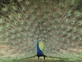 Colorful Peacock - wild-animals photo