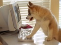 Computer Pup - domestic-animals photo