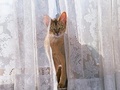 Curtain Cat - domestic-animals photo