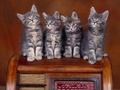 Four Of A Kind - domestic-animals photo