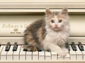 Kitty Keys - domestic-animals photo