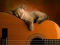 Musical Kitty - domestic-animals photo