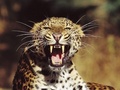 Oh My Teeth ! - wild-animals photo