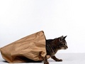 Out Of The Bag - domestic-animals photo