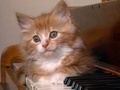 Piano Kitty - domestic-animals photo