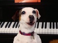 Piano Lessons - domestic-animals photo