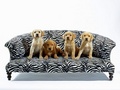Puppies  - domestic-animals photo