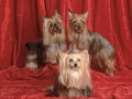 Terrier Trio - domestic-animals photo