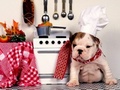 The Chef  - domestic-animals photo