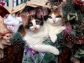 Two Kittys  - domestic-animals photo
