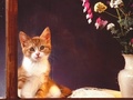 Window Kitty - domestic-animals photo