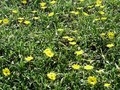 a field of yellow - gardening photo