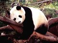 pandas - panda  wallpaper