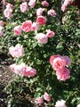 roses! - gardening photo