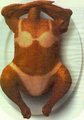 sexy turkey - thanksgiving photo