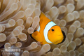 Clown anemonefish - animals photo