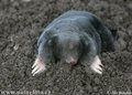 European Mole - animals photo