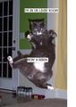 LOL CATS - lol-cats photo