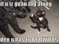 LOL CATS - lol-cats photo