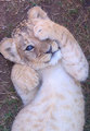 Lion cub - animals photo