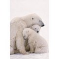 Mother polar bear with her cubs - animals photo