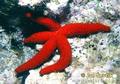 Red Sea Star - animals photo