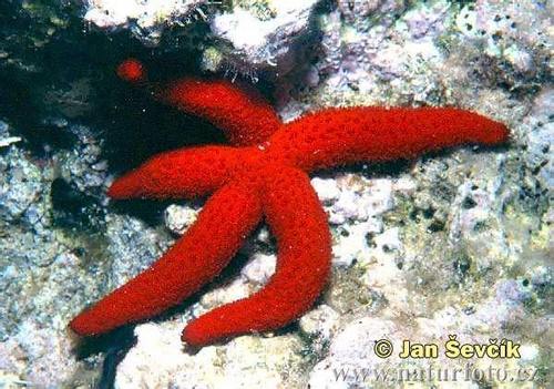  Red Sea ster