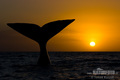 Right whale - animals photo