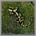 Salamandra salamandra - animals photo