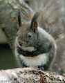 Squirrel - animals photo