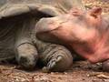 The Hippo and The Turtle - animals photo