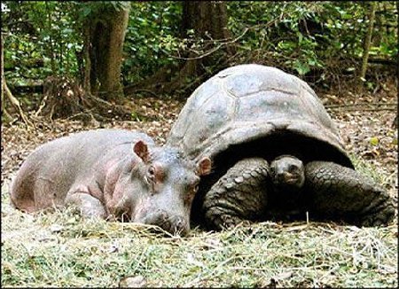  The Hippo and the schildpad