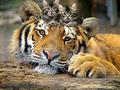 Tiger and Kittens - animals photo