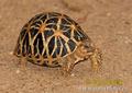 Tortoise - animals photo