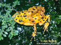 Yellow frogs - animals photo