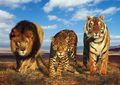 big cats - the-animal-kingdom photo