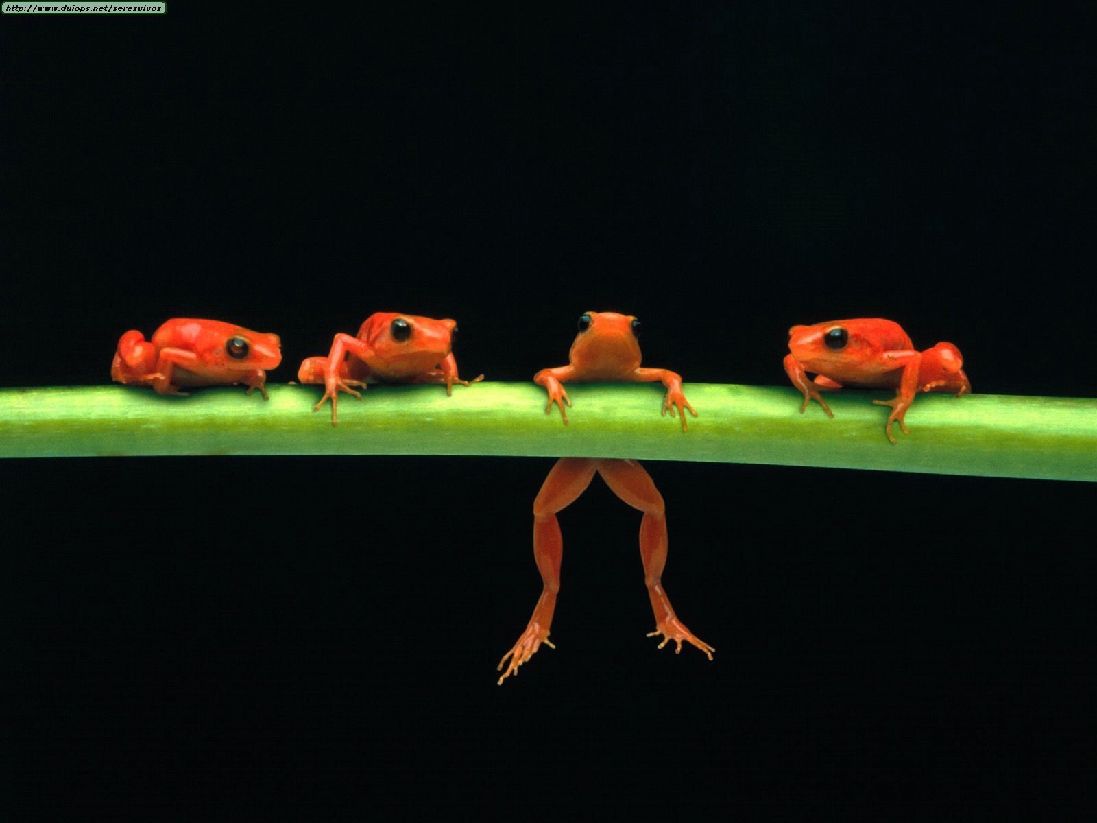 frogs-D-frogs-2925896-1600-1200.jpg