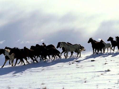horses in the patagonia