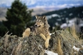 resting wolf - wolves photo