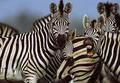 zebra-herd. - the-animal-kingdom photo