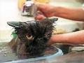 Bath Time - domestic-animals photo
