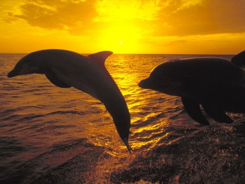  Dolphins at sunrise