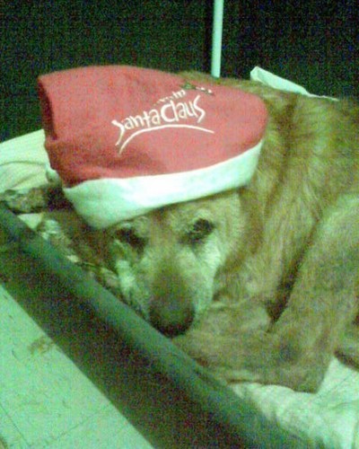  Merry natal From Cutey!