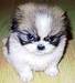 Grumpy little dog - dogs icon