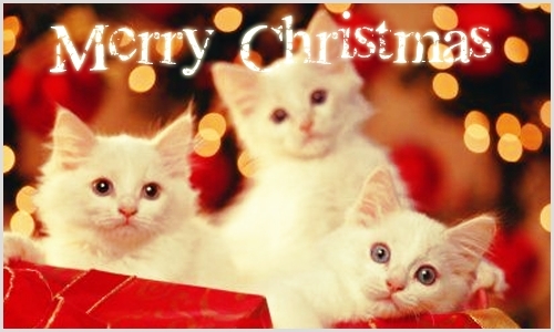 Kitty Christmas banner