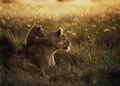 Lion Wallpapers - the-animal-kingdom photo