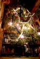Our Christmas Tree - photography photo