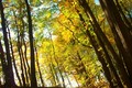 Autumn Woods - autumn photo